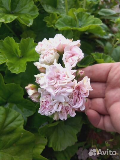 Герань пеларгония