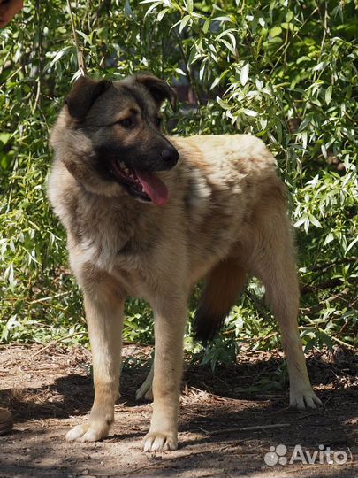 Собака Итан