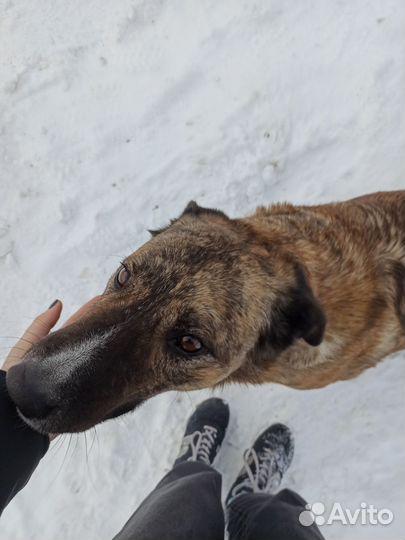 Передержка животных