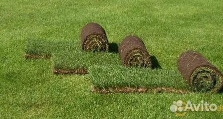 Газон рулонный гарантия