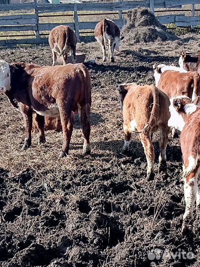 Бычки- Телки