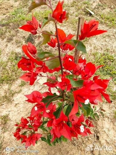 Бугенвиллия сортовая -продолжение