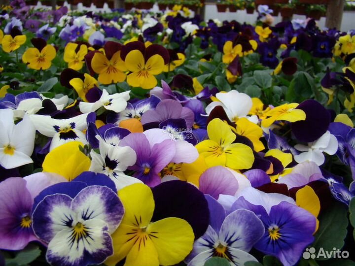 Виола - анютины глазки, рассада цветов осень