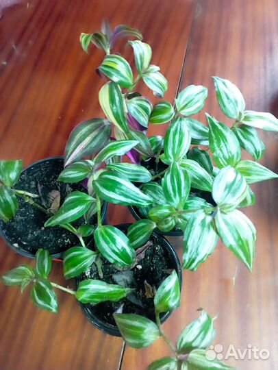 Традесканция, разные сорта