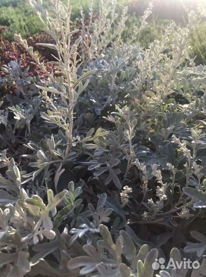 Многолетники