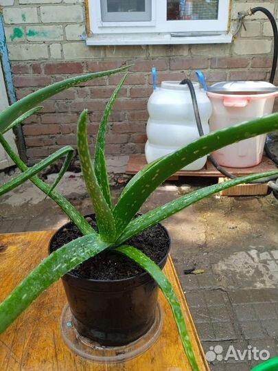 Алоэ, алое вера, лечебный