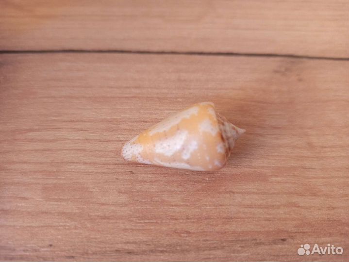 Морская раковина