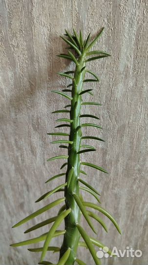 Аустроцилиндропунция