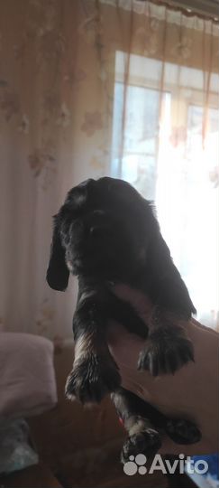 Щенки кокер спаниеля