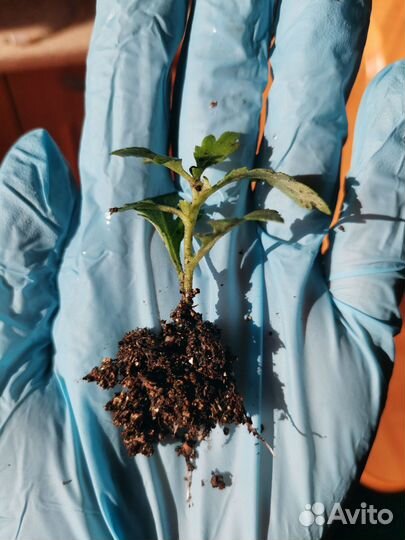 Черенки хризантемы мультифлора