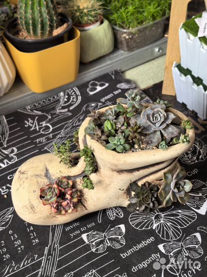 Флорариум подарки суккуленты