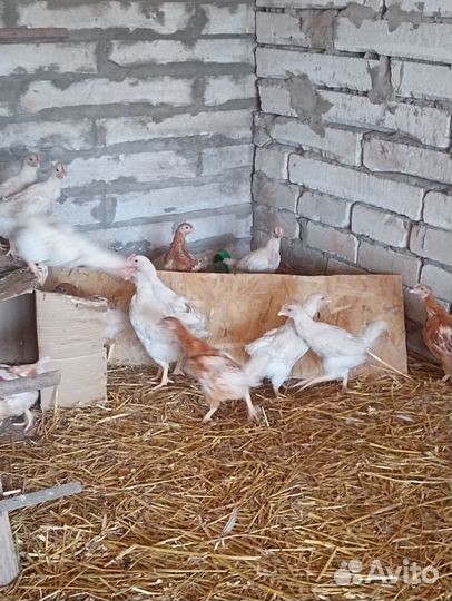 Цыплята несушки подрощенные