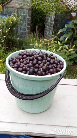 Саженец Алычи,сливы,чернослива,йошты малины