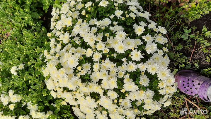 Хризантема и Астра осенняя многолетняя