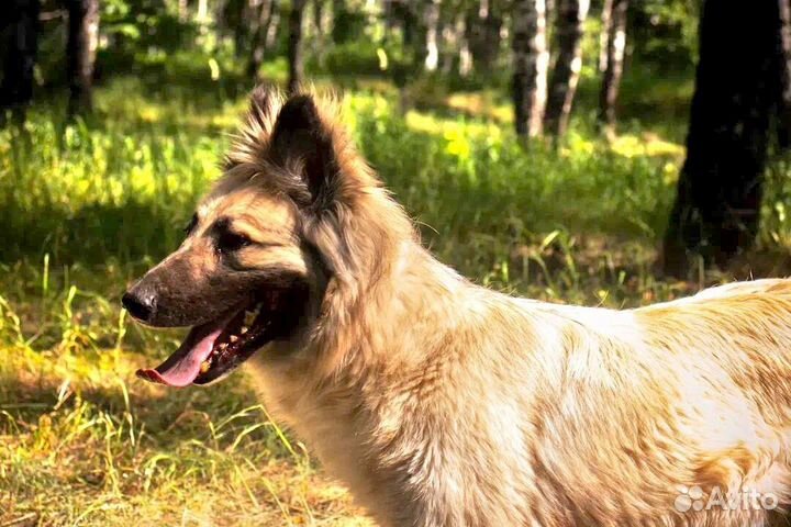 Страдает в душной клетке