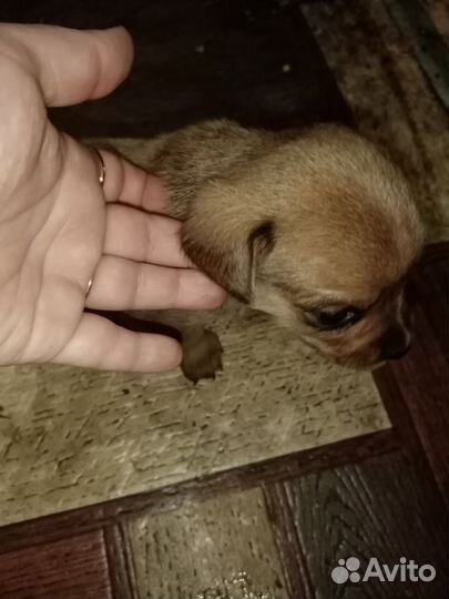 Щенки таксы бесплатно