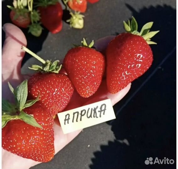 Рассада лучших сортов клубники