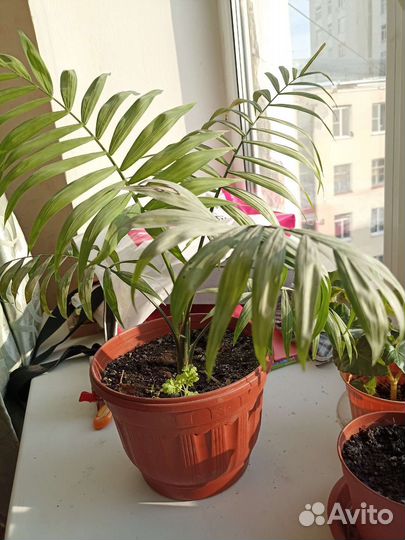 Пальма хамедорея