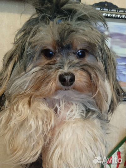 Маленькая собака