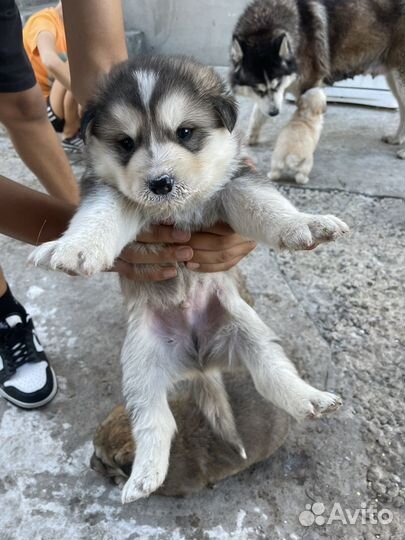 Собака хаски