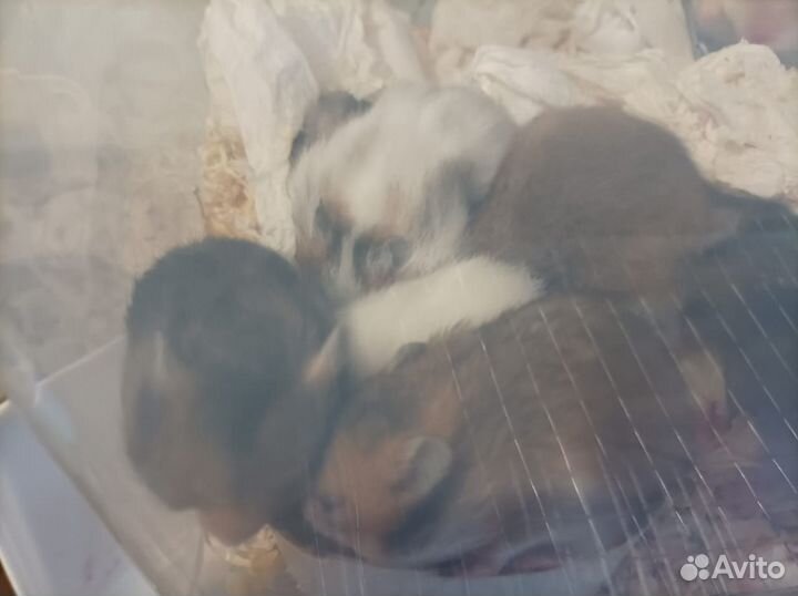 Сирийский хомяк