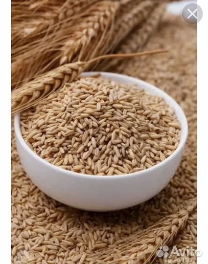 Жом свекловичный