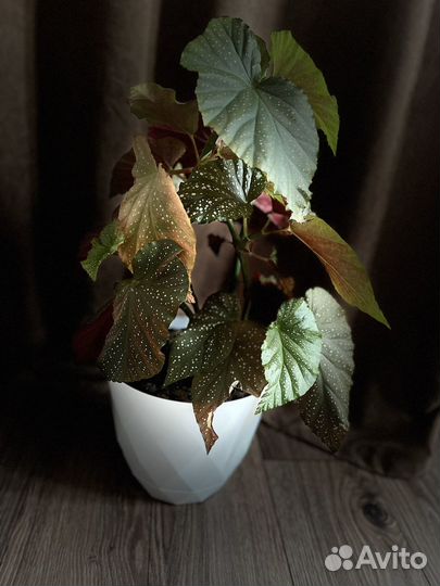 Цветы домашние в горшках разные