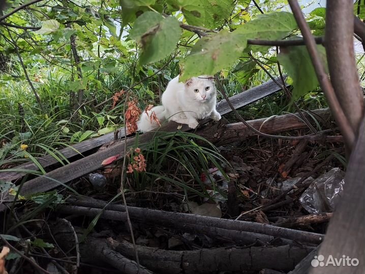 Кота бросили на СНТ