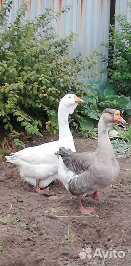 Инкубационное яйцо гусей холмогоров