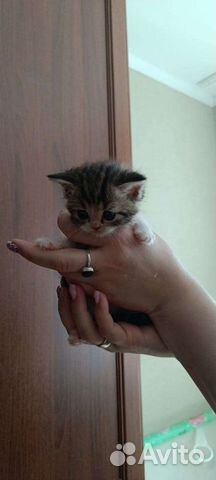 Мама-экзотическая набиваная, папа- шотландский кот объявление продам