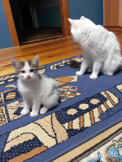Котенок девочка бесплатно
