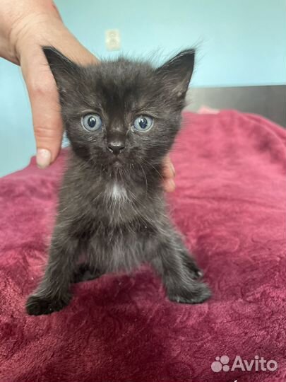 Котятки бесплатно