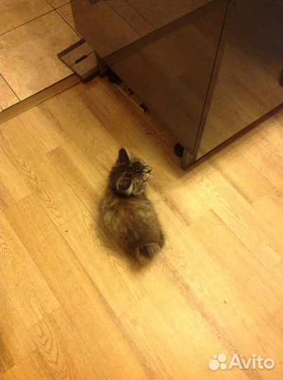 Кошка 1,5 месяца девочка породистая