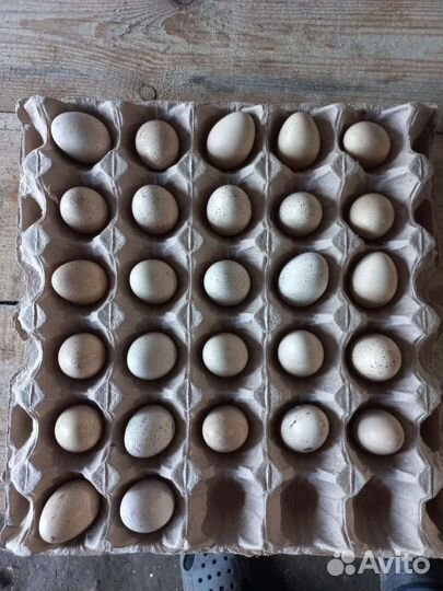 Инкубационое яйцо кеклика