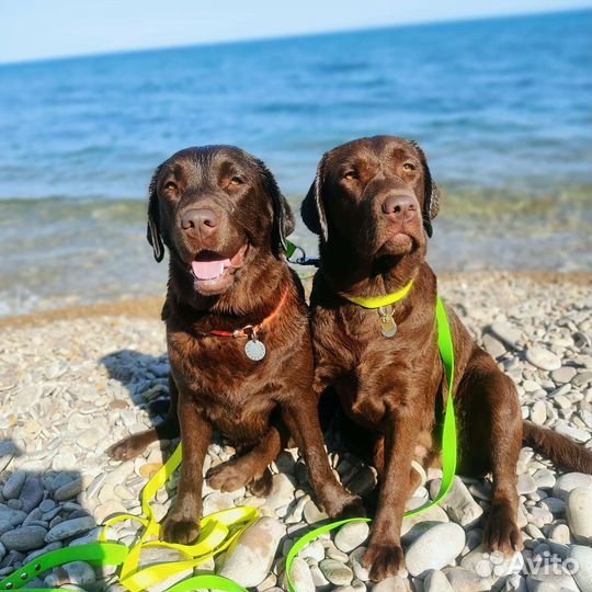 Ошейник, Поводок из биотана ручной работы