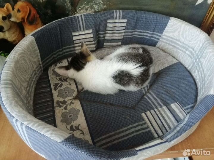 Девочка. Возраст 3 месяца. Стерилизация в подарок