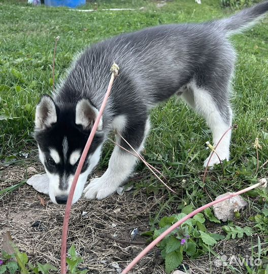 Сибирский хаски