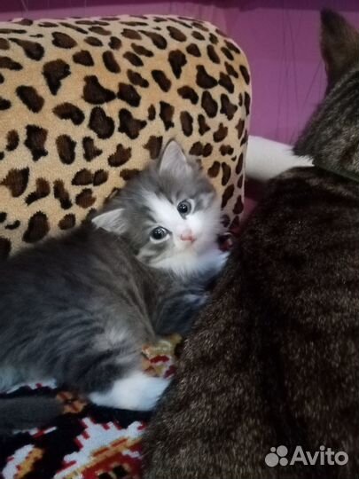 Отдам в добрые руки