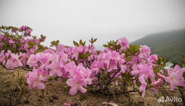Рододендрон Шлиппенбаха