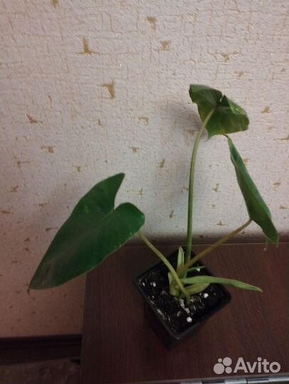 Филодендрон