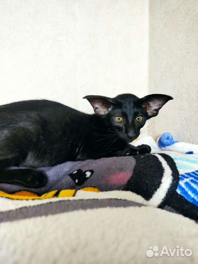 Ориентальная