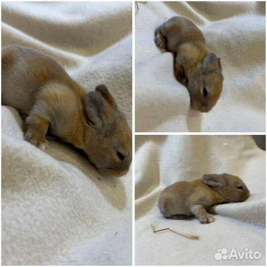 Крольчата мини