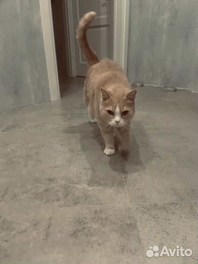 Кинолог зоопсихолог с выездом