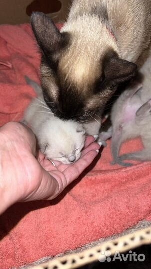 Сиамские котята