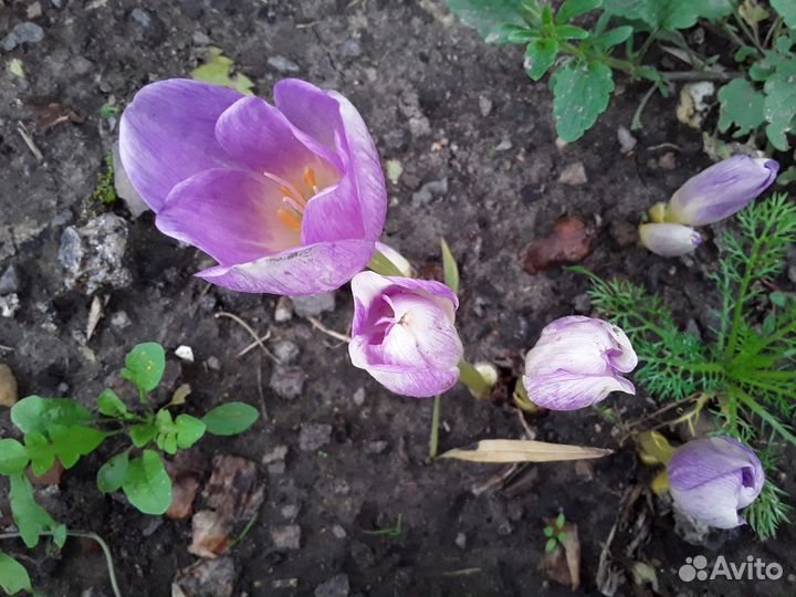 Пионы,лилии,безвременник