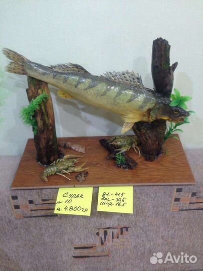 Подарки, сувениры, чучело судак