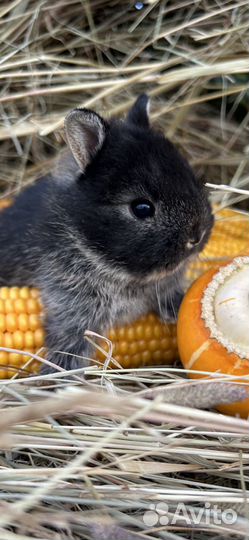 Мини карликовые декоративные кролики