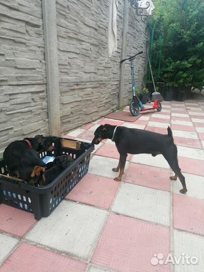 Щенки цвергпинчера 10000