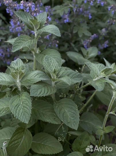 Мята сушеная листовая,букеты