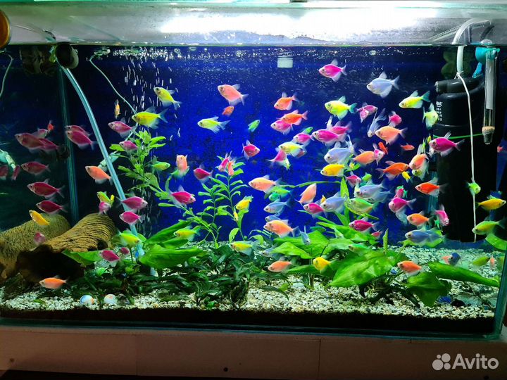 Продам рыбок